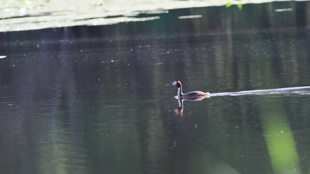 Gr&egrave;be hupp&eacute; (Podiceps cristatus) nageant sur un &eacute;tang des espaces naturels prot&eacute;g&eacute;s de la Brenne