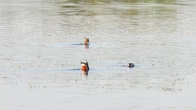 Canard souchet (Spatula clypeata) nageant sur un &eacute;tang de zone humide en France
