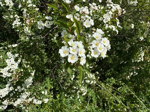 spiraea, bridal wreath spiraea, meadowsweet, rosaceae, white flowers, blooming shrub, ornamental plant, corymb clusters, yellow stamens, green leaves, lanceolate foliage.