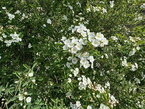 spiraea, bridal wreath spiraea, meadowsweet, rosaceae, white flowers, blooming shrub, ornamental plant, corymb clusters, yellow stamens, green leaves, lanceolate foliage.