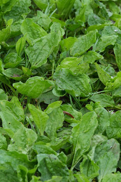 Vertical closeup on a group of broadleaf plantain wildflowers, Plantago major