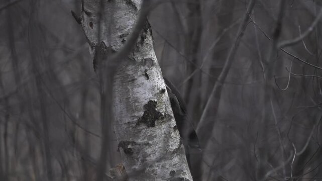 Slow-motion footage of a pileated woodpecker chiseling into a tree trunk as wood chips fly through the air.