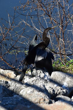 black backed tropical bird drying its wings