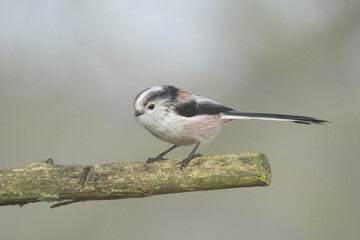 Long-tailed tit (Aegithalos caudatus) perched on a branch in winter, side view full body portrait © Badr