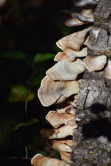 Turkey mushrooms growing on a tree stump.  © Lina