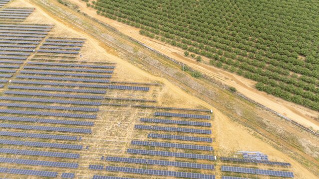 Aerial view of rows of solar panels in a photovoltaic power plant next to a lush green olive grove under bright sunlight in Andalusia, Spain.