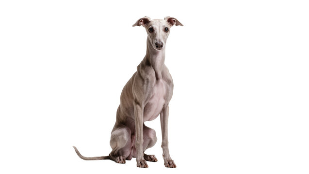 Isolated charming Italian Greyhound dog sitting calmly looking at camera with alert expression