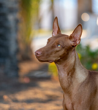 Natural portrait of a Pharaoh hound dog in nature