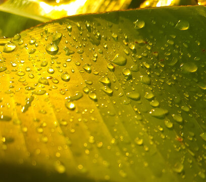 Water drops on yellow leaf surface after rain
