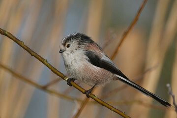 Long-tailed tit (Aegithalos caudatus) perched on a branch in winter, side view full body portrait © Badr