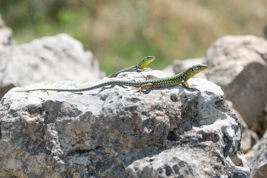 Mediterranean lizards basking on rocky terrain in Malta. Wildlife scene featuring detailed scales, limestone formations and natural outdoor surroundings.