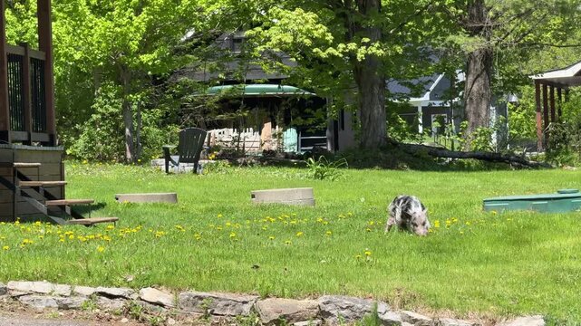 Un cochon domestique se prom&egrave;ne librement sur la pelouse, Qu&eacute;bec, Canada