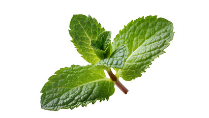Isolated fresh green mint sprig, aromatic cooking herb with vibrant leaves and natural stem © Francisco