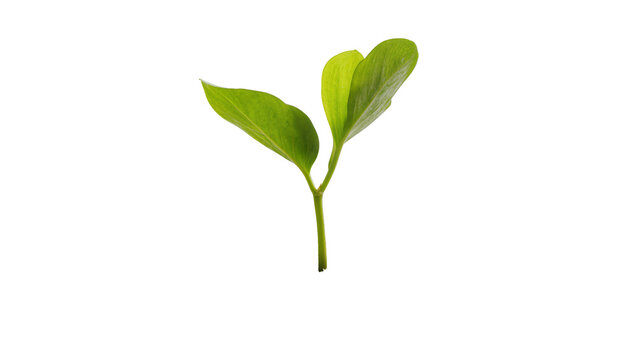 Isolated fresh green plant seedling with two vibrant leaves representing new life and growth