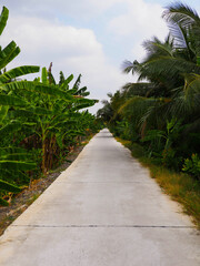 Fototapeta premium Concrete Road Through Banana and Coconut Palms in the Mekong Delta, Vietnam