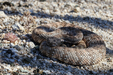 Obraz premium Southern Pacific Rattlesnake Coiled on Desert Ground at Lost Palms Oasis Trail in Joshua Tree National Park
