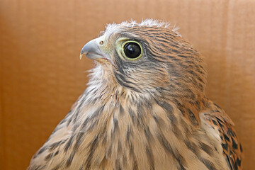 Naklejka premium A portrait of a young kestrel (Falco tinnunculus) seen in profile, with its sharp eyes, curved beak, and striking plumage patterns.