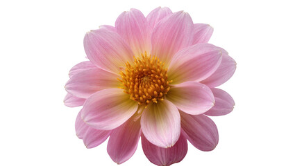 Obraz premium Isolated beautiful pink dahlia flower with yellow center, detailed petals, vibrant nature blossom