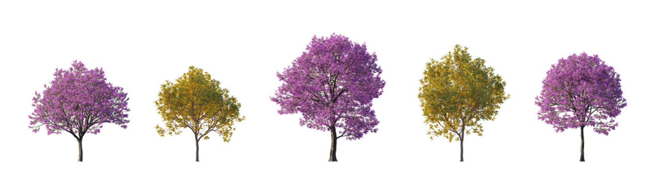 handroanthus ochraceus and handroanthus impetiginosus (golden trumpet tree, pink trumpet tree, ipe trees) isolated PNG on a transparent background premium nature cutout
