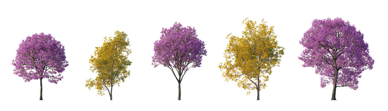 handroanthus ochraceus and handroanthus impetiginosus (golden trumpet tree, pink trumpet tree, ipe trees) isolated PNG on a transparent background premium nature cutout