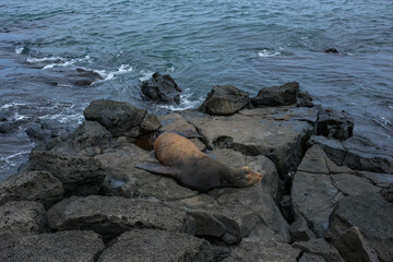 Fototapeta premium A sea lion resting on the rocks in Puerto Baquerizo Moreno on San Cristobal Island, Galapagos Islands, Ecuador.
