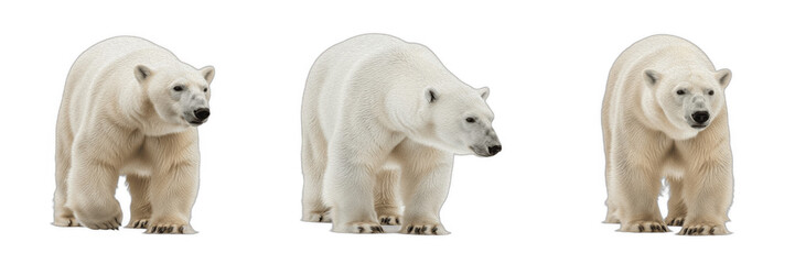 Fototapeta premium Polar Bear Set, Majestic White Arctic Bears in Various Standing Poses, Isolated on White Background, Realistic Wildlife PNG Assets for Nature Design, Climate Change Concepts, and Educational Projects