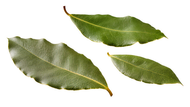 Isolated fresh green bay leaves for culinary seasoning and Mediterranean cooking ingredient