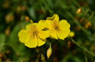 Blüte eines Gelben Sonnenröschens © christiane65