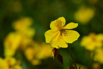 Blüte eines Gelben Sonnenröschens © christiane65
