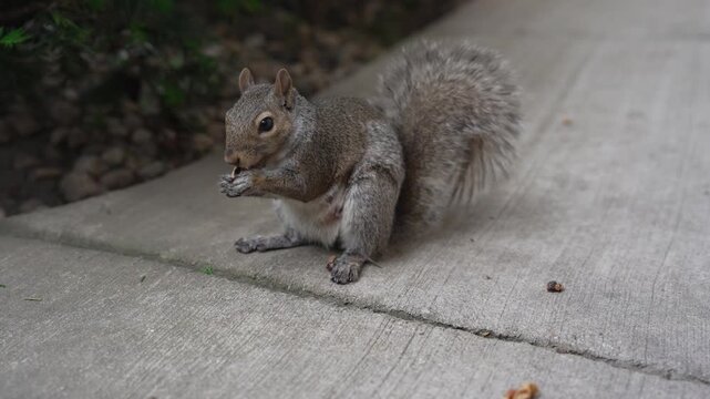 A high-quality 4K 30fps close-up b-roll video of a fluffy eastern gray squirrel sitting on a concrete sidewalk, holding and chewing on a nut with its tiny paws. Cute rodent continuously picks up nuts