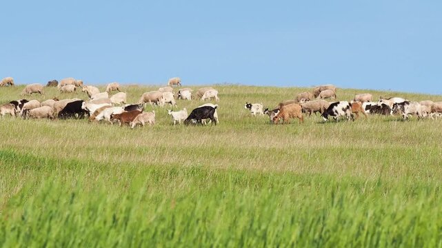 Herd of sheep and goats grazing on a green grass pasture in summer