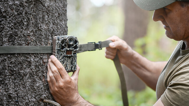 Attaching and adjustment the camera trap to the tree trunk. Camouflage digital trap with motion pir sensor and infrared flash used for wildlife observation or scientific research.