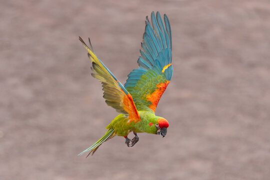 Close up of a red fronted macaw (ara rubrogenys) in flight