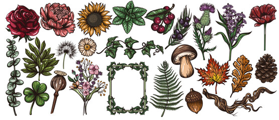 Botanical plants and flowers engraved set with blooms, leaves, herbs, berries, seed pods, fern, ivy and natural botanical elements in hand colored engraving style. Vector illustration. © Victoria Sergeeva