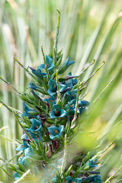 Close up of a sapphire tower (puya alpestris) plant in bloom
