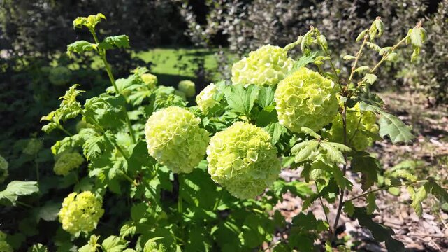 Beautiful White Viburnum Opulus Flowers In Full Bloom In A Garden