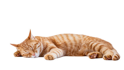 Isolated adorable ginger cat sleeping soundly, a cute domestic pet with striking orange tabby fur © Oisin