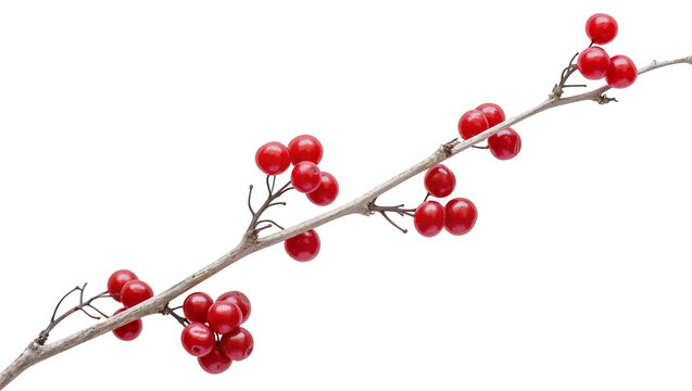 Isolated vibrant red winter berries on a rustic bare branch, seasonal nature still life