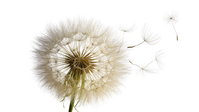 Isolated delicate dandelion clock with fluffy seeds dispersing in light wind