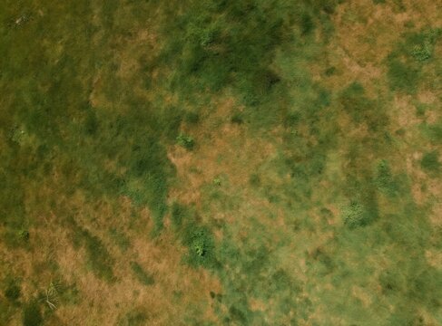 Aerial drone shot of patchy lawn with dry brown and vibrant green grass areas. Uneven turf shows signs of drought or poor care. Small bushes grow sparsely in the ground.
