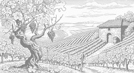 Obraz premium Old Vineyard Landscape Sketch with Stone Winery
