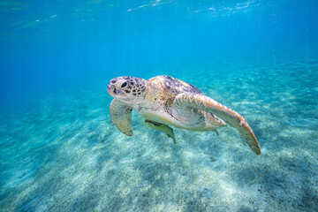 Fototapeta premium green sea turtle