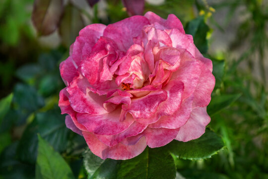 Close up View of a Pink Rose in the Garden