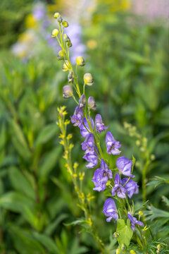 bellflowers, Purple Flowers Growing in a Green Garden Field