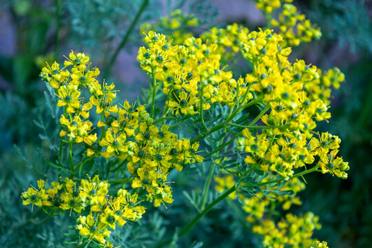 Yellow Flowers Bloom in Spring Ruta graveolens