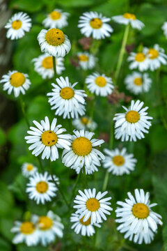 Wildflowers Bloom in a Garden During Springtime