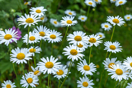 Daisies Blooming in a Green Garden Setting