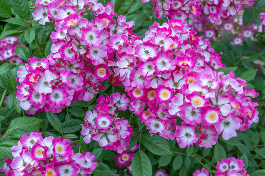 Clusters of Pink Flowers Are Seen in a Garden
