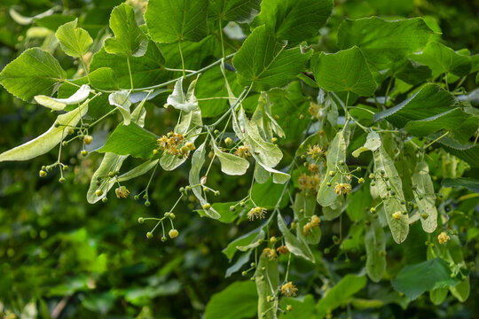Leaves and Seeds Hanging From a Tree in Summer,linden tree