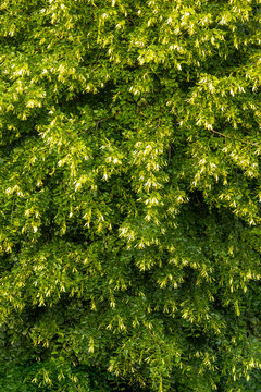 Branches of Green Leaves  of linden tree, With Flowers in Daylight